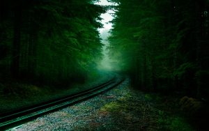 Eisenbahnschienen im Wald